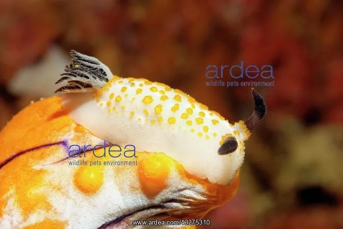 : Yellow-spotted star snail (Cadlinella sp.) Nudibranch : Yellow-spotted star snail (Cadlinella sp.) Nudibranch