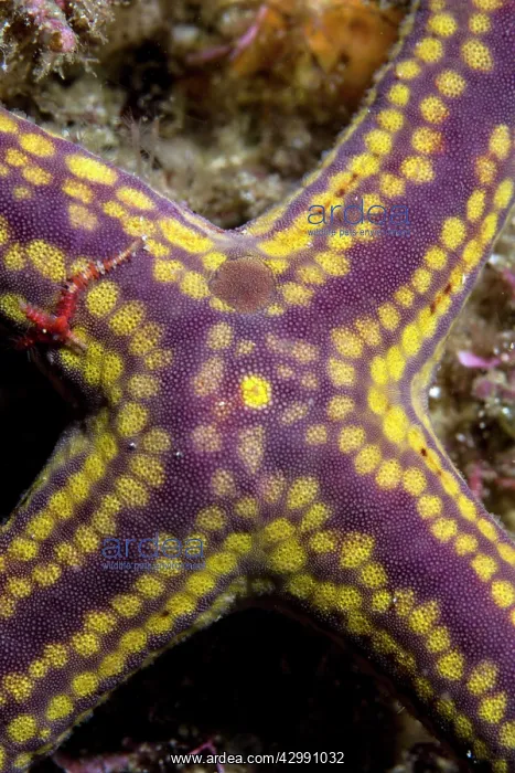 : Yellow Spotted Starfish : Yellow Spotted Starfish
