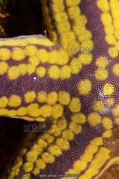 : Yellow Spotted Starfish : Yellow Spotted Starfish