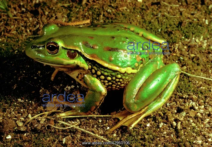 : Yellow-spotted tree frog - vulnerable species : Yellow-spotted tree frog - vulnerable species
