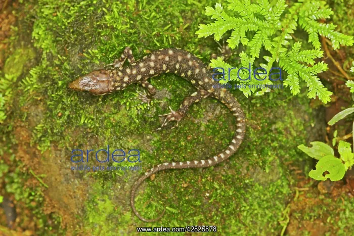 : Yellow-spotted Tropical Night Lizard : Yellow-spotted Tropical Night Lizard