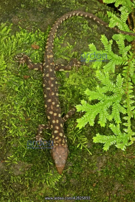 : Yellow-spotted Tropical Night Lizard : Yellow-spotted Tropical Night Lizard