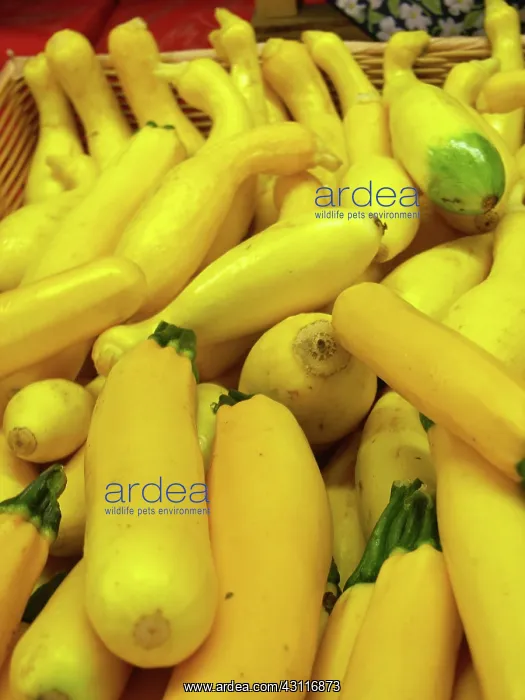 : Yellow Squash : Yellow Squash