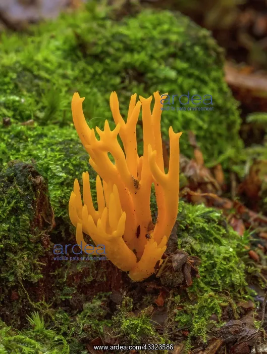: Yellow stagshorn, Calocera viscosa, fungus growing : Yellow stagshorn, Calocera viscosa, fungus growing