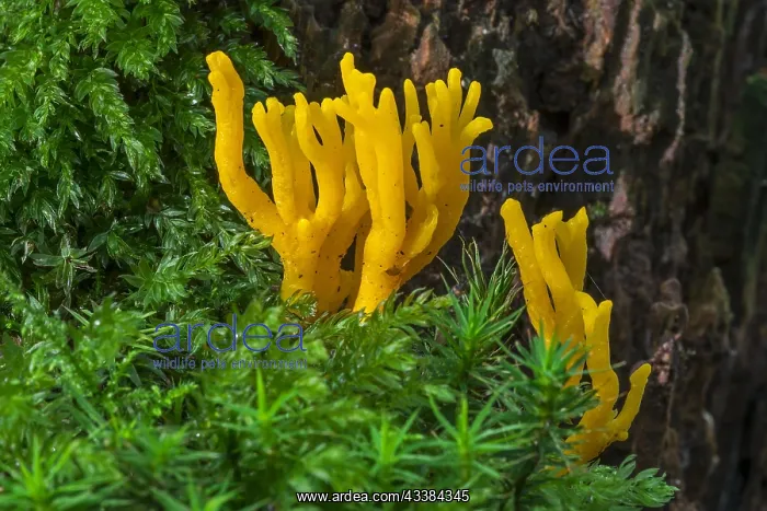 : Yellow stagshorn (Calocera viscosa), jelly fungus : Yellow stagshorn (Calocera viscosa), jelly fungus