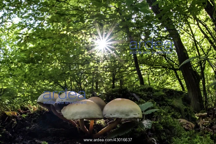  : Yellow Stainer Fungi in the forest with sun