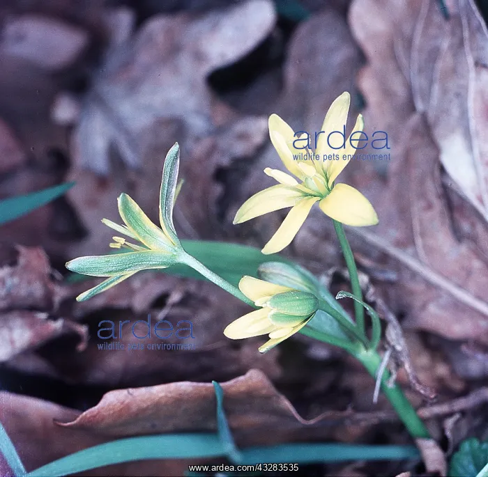 : Yellow Star of Bethlehem : Yellow Star of Bethlehem