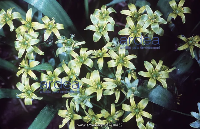 : Yellow Star of Bethlehem : Yellow Star of Bethlehem
