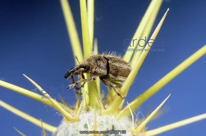 : Yellow Starthistle Hairy Weevil : Yellow Starthistle Hairy Weevil