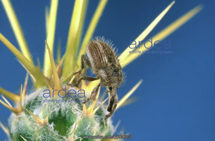 : Yellow Starthistle Hairy Weevil : Yellow Starthistle Hairy Weevil