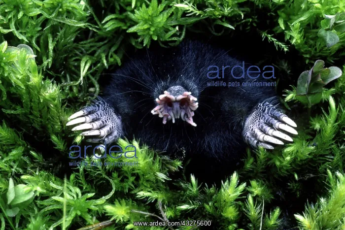 : A yellow streaked tenrec (Hemicentetes semispinosus) : A yellow streaked tenrec (Hemicentetes semispinosus)