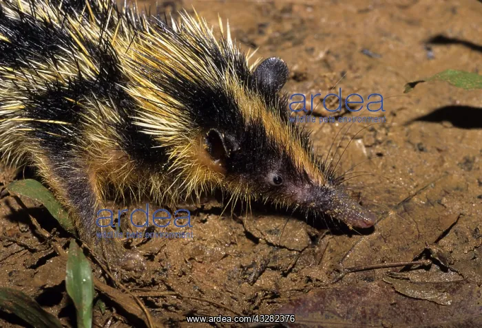 : Yellow-streaked tenrec (Hemicentites semispinosus), an insec : Yellow-streaked tenrec (Hemicentites semispinosus), an insec