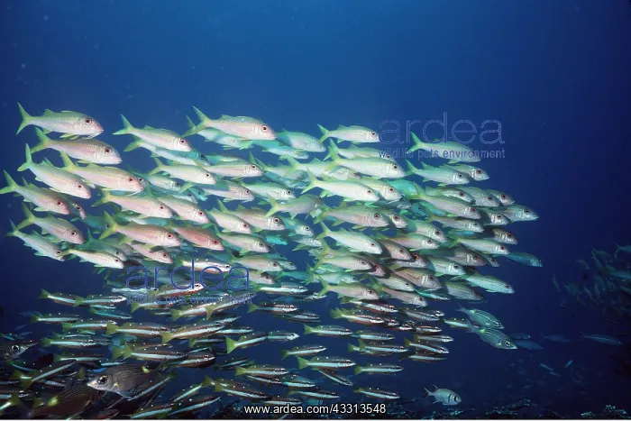 : YELLOW STRIPE GOATFISHES - with Snapper (Lutjanus : YELLOW STRIPE GOATFISHES - with Snapper (Lutjanus