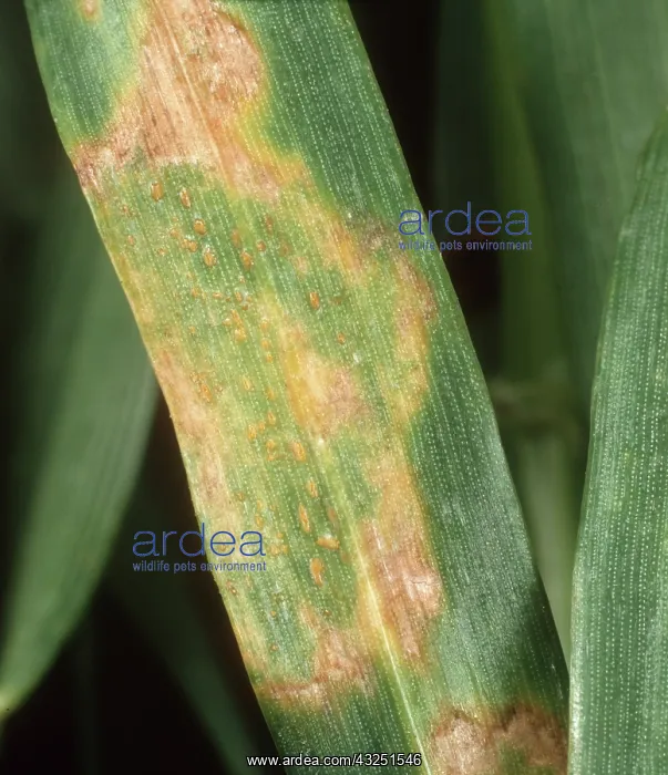  : Yellow or stripe rust on Wheat