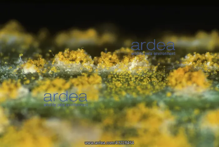 : Yellow or stripe rust on wheat leaf : Yellow or stripe rust on wheat leaf