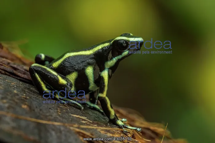 : Yellow-striped Poison Frog, Tayrona National Park, Colombia : Yellow-striped Poison Frog, Tayrona National Park, Colombia