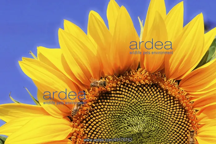 : Yellow sunflower with bees on the petals : Yellow sunflower with bees on the petals