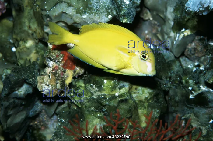 : Yellow Surgeonfish : Yellow Surgeonfish