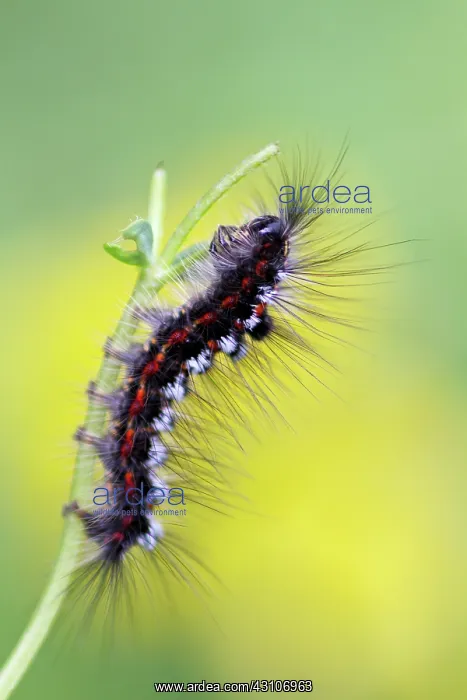 : Yellow-tail : Yellow-tail