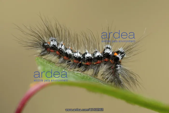 : Yellow-tail Euproctis similis : Yellow-tail Euproctis similis