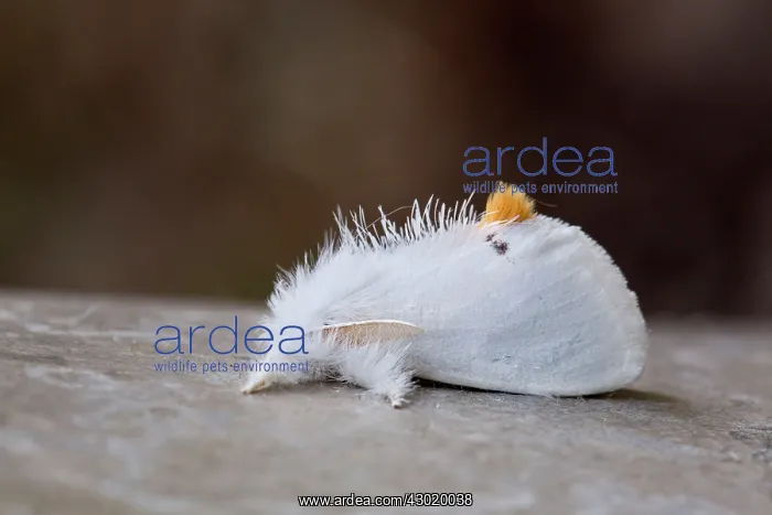 : Yellow-tail Goldtail Swan Moth in Summer : Yellow-tail Goldtail Swan Moth in Summer