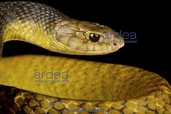 : Yellow-tail Indigo snake (Drymarchon corais), on : Yellow-tail Indigo snake (Drymarchon corais), on