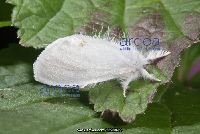  : Yellow Tail Moth