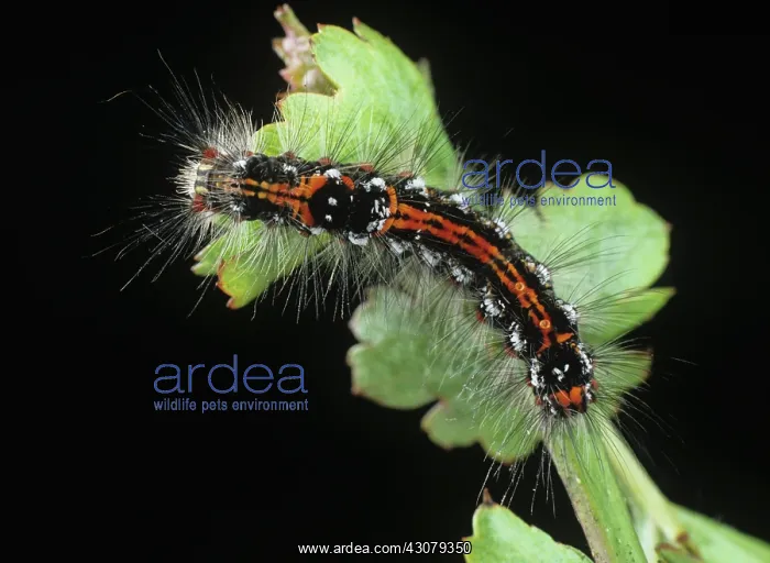 : Yellow tail moth caterpillar : Yellow tail moth caterpillar