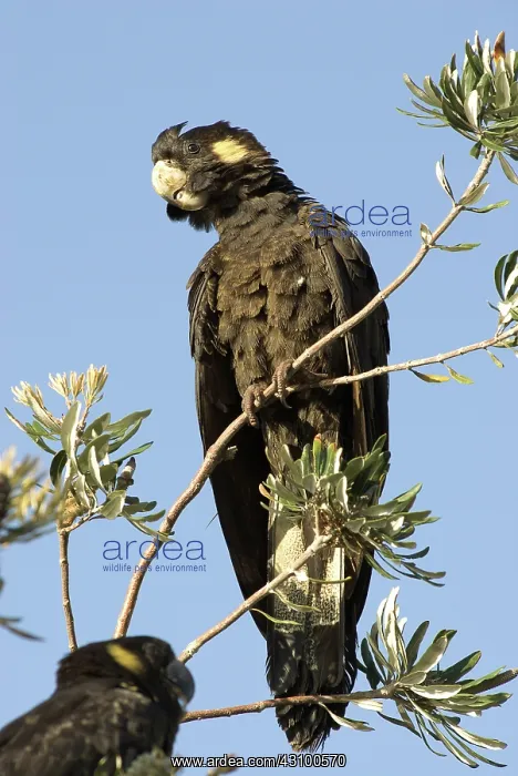 : Yellow-tailed black cockatoo : Yellow-tailed black cockatoo
