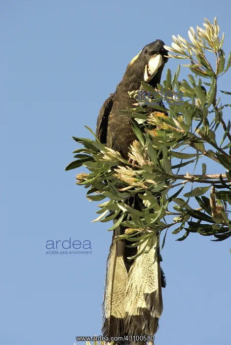 : Yellow-tailed black cockatoo : Yellow-tailed black cockatoo