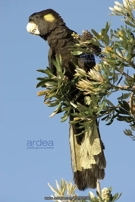 : Yellow-tailed black cockatoo : Yellow-tailed black cockatoo
