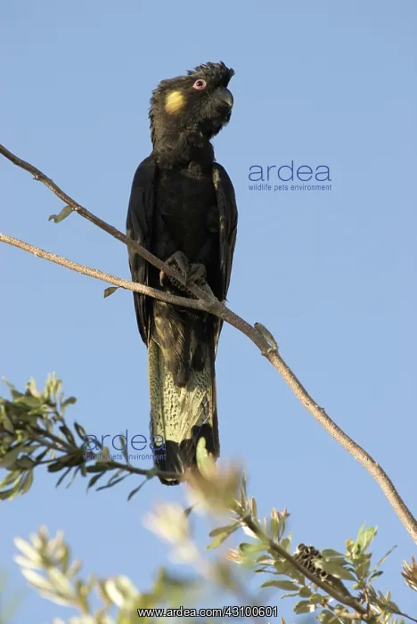 : Yellow-tailed black cockatoo : Yellow-tailed black cockatoo