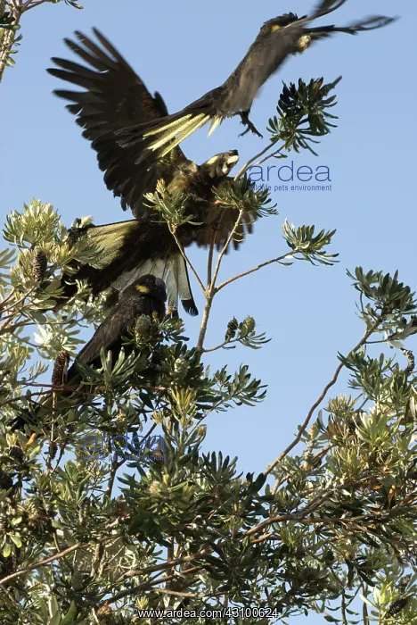 : Yellow-tailed black cockatoo : Yellow-tailed black cockatoo