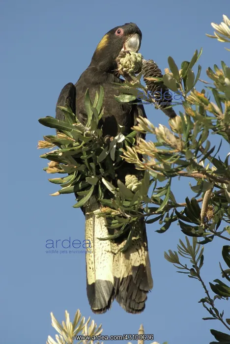  : Yellow-tailed black cockatoo