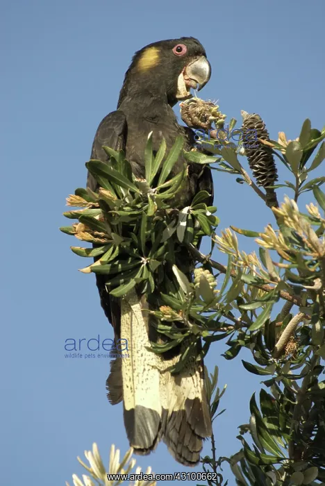 : Yellow-tailed black cockatoo : Yellow-tailed black cockatoo
