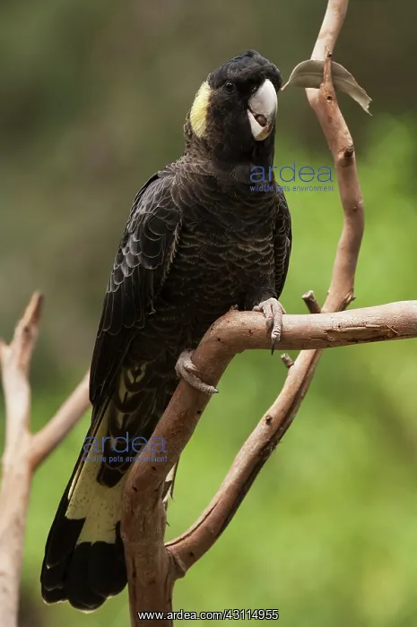 : Yellow-tailed Black Cockatoo : Yellow-tailed Black Cockatoo