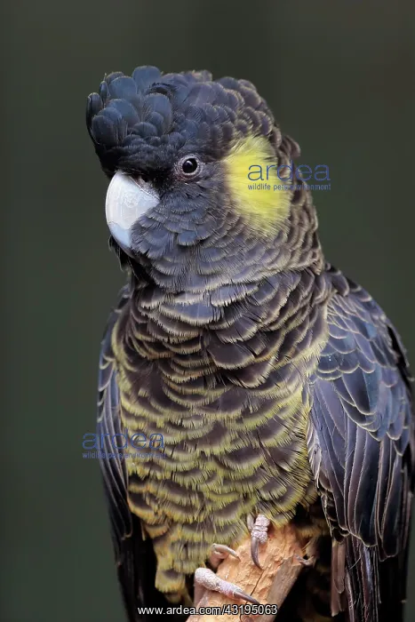 : Yellow-tailed black cockatoo (Calyptorhynchus funereus) : Yellow-tailed black cockatoo (Calyptorhynchus funereus)