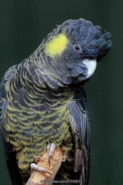 : Yellow-tailed black cockatoo (Calyptorhynchus funereus) : Yellow-tailed black cockatoo (Calyptorhynchus funereus)