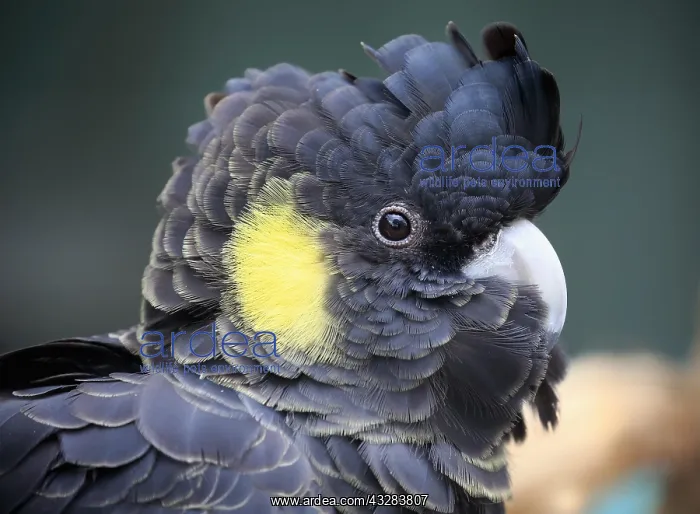 : Yellow-tailed black cockatoo (Calyptorhynchus funereus) : Yellow-tailed black cockatoo (Calyptorhynchus funereus)