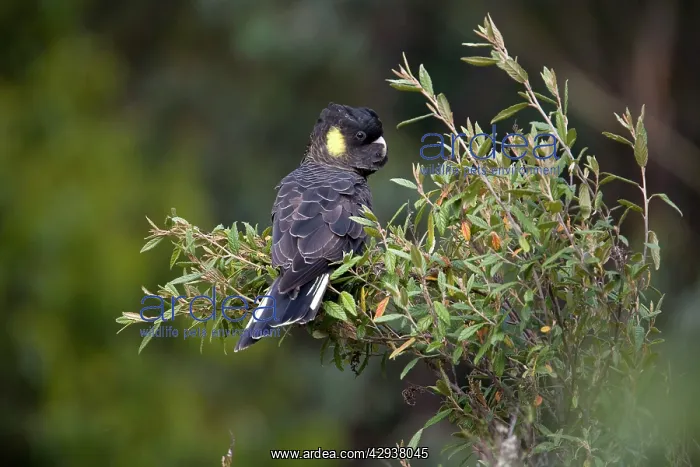 : Yellow-tailed Black-Cockatoo - Female : Yellow-tailed Black-Cockatoo - Female