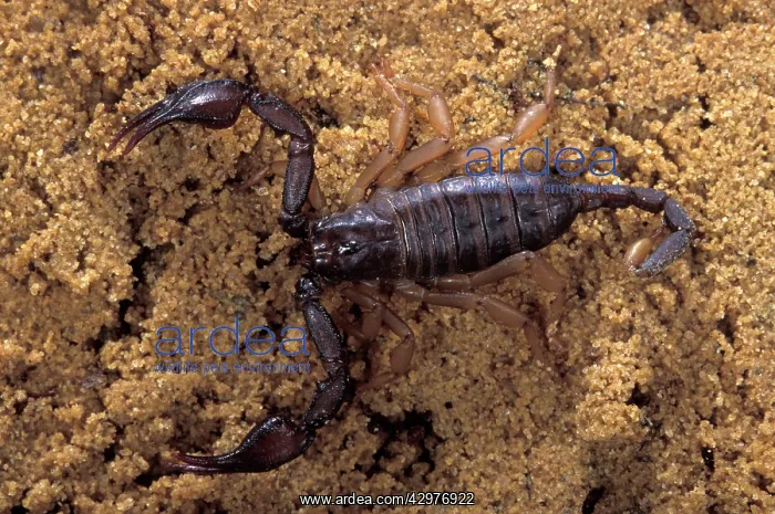 : Yellow-tailed Scorpion : Yellow-tailed Scorpion