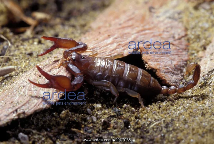 : Yellow-tailed Scorpion - attack position : Yellow-tailed Scorpion - attack position