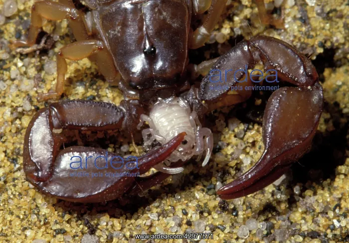 : Yellow-tailed Scorpion - eating a young scorpion : Yellow-tailed Scorpion - eating a young scorpion
