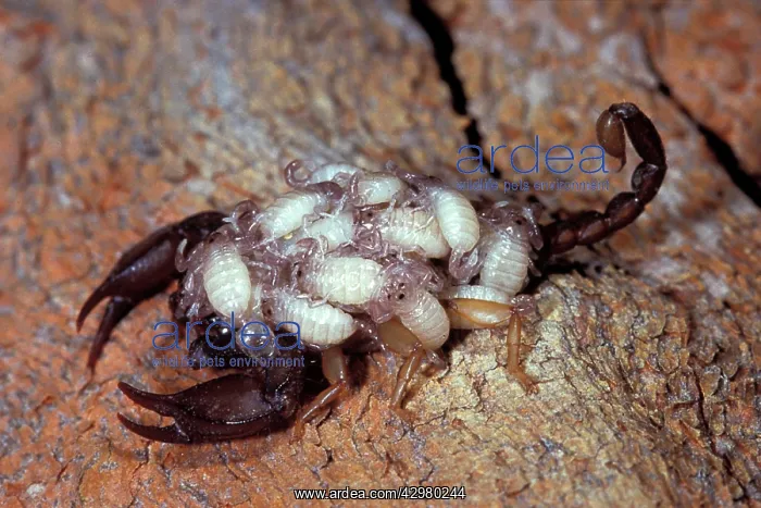 : Yellow-tailed Scorpion - female with young on its back : Yellow-tailed Scorpion - female with young on its back
