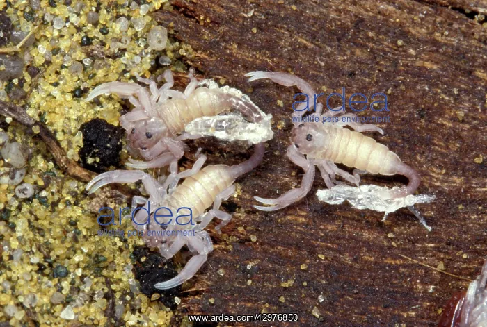 : Yellow-tailed Scorpion - young after moulting : Yellow-tailed Scorpion - young after moulting