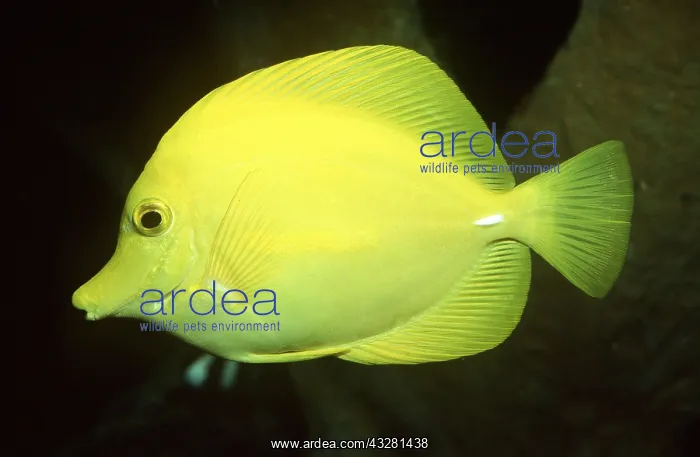 : YELLOW TANG - WHOLE BODY : YELLOW TANG - WHOLE BODY