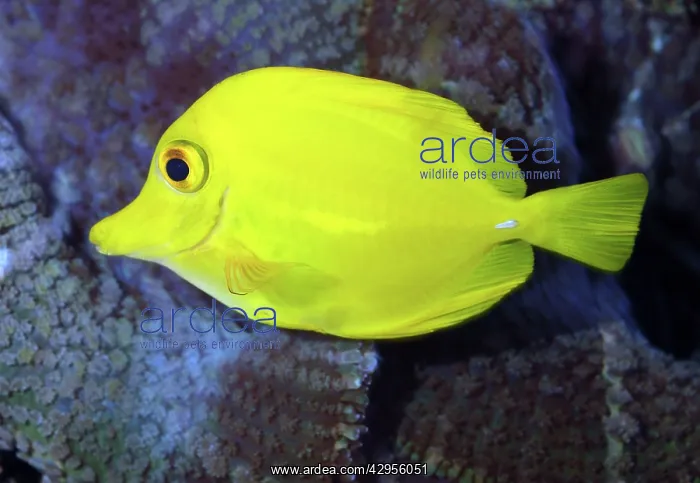 : Yellow Tang- coral reefs : Yellow Tang- coral reefs