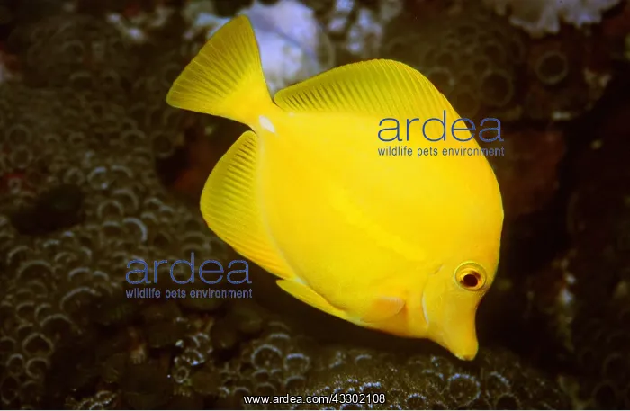 : YELLOW TANG - feeding : YELLOW TANG - feeding