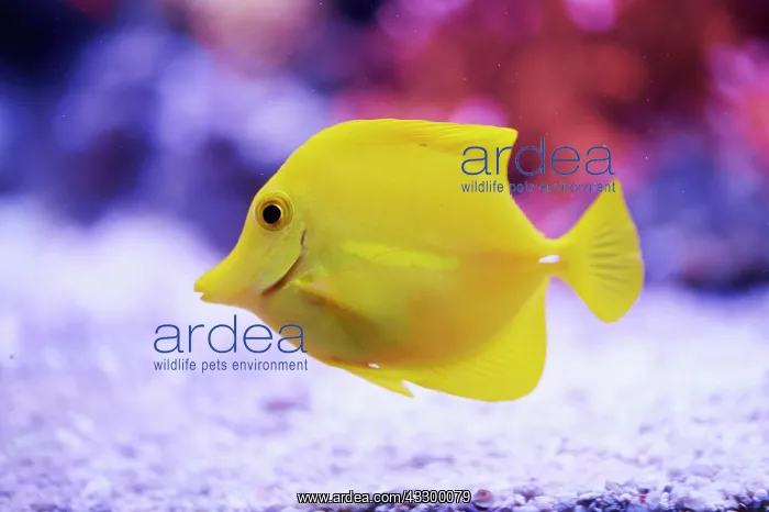 : Yellow tang (Zebrasoma flavescens) in a aquarium : Yellow tang (Zebrasoma flavescens) in a aquarium