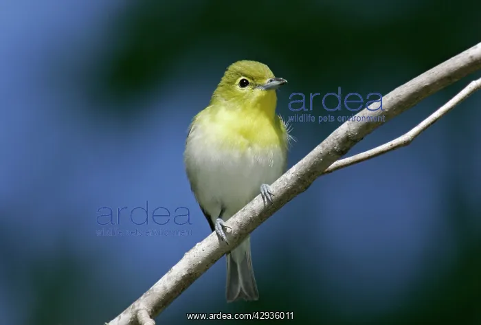 : Yellow-thoated Vireo - spring : Yellow-thoated Vireo - spring